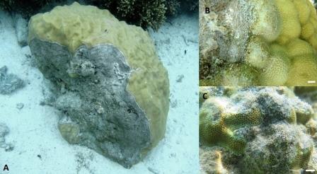 Новая болезнь кораллов обнаружена в Тихом океане