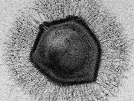 В молекуле уникального белка гигантских вирусов имеется странное отверстие