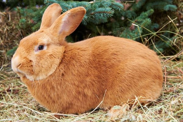 Особенности и описание бургундской породы кроликов