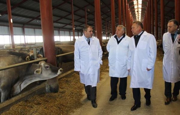 Молочно-товарная ферма на 800 коров открылась в Ростовской области
