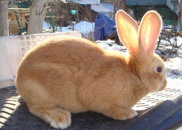Особенности и описание бургундской породы кроликов