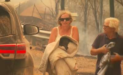Женщина бросилась в горящий лес, чтобы спасти растерявшуюся коалу. Видео