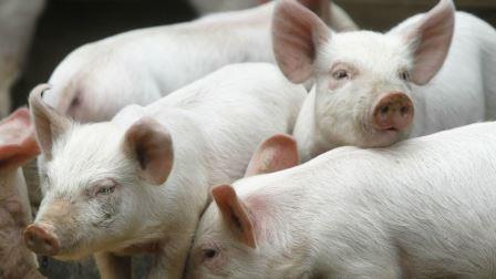 Ученые прогнозируют гибель четверти мирового поголовья свиней