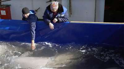 Ученые показали видео выпуска последних белух из "китовой тюрьмы"
