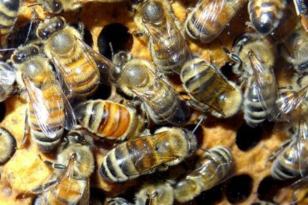 Пробиотики могут защитить медоносных пчел от смертельных заболеваний