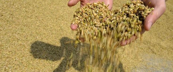 ​Крым ожидает недобора зерновых в 2020г из-за засушливой осени в 2019г