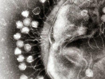 В теле человека нашли ранее неизвестный вирус, поражающий бактерии