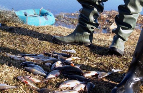 <br />
В Челябинской области запретят ловить рыбу жаберными сетями<br />

