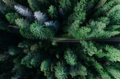 Правительство планирует представить новый Лесной кодекс в первом полугодии 2021 года