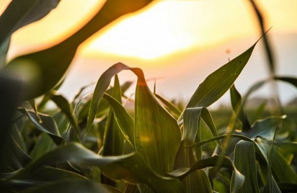 <br />
Министр сельского хозяйства ЮАР отверг ГМ-семена кукурузы Monsanto — противники ГМО празднуют победу<br />
