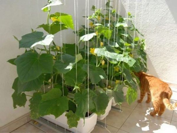 Выращивание огурцов на балконе